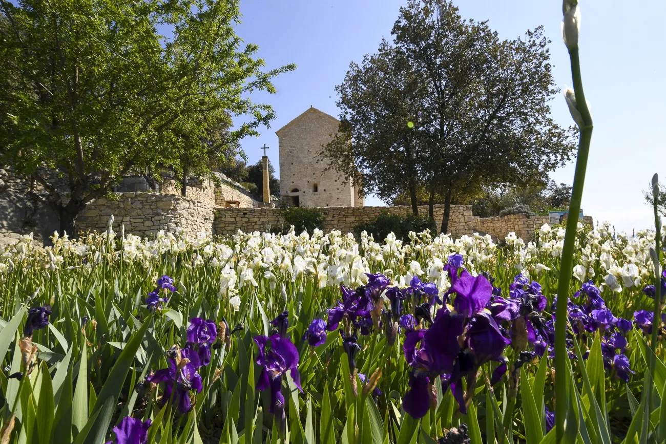 autour-du-mas-du grialou-carpentras-ventoux-dentelles-montmirail-palais-des-papes-avignon-pont-vignoble-randonnee-nature-17