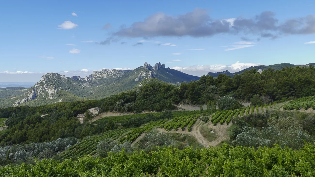 autour-du-mas-du grialou-carpentras-ventoux-dentelles-montmirail-palais-des-papes-avignon-pont-vignoble-randonnee-nature-42